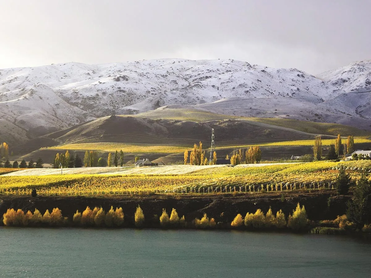 Vườn nho Chardonnay New Zealand giữa những đồi xanh và ánh nắng tự nhiên