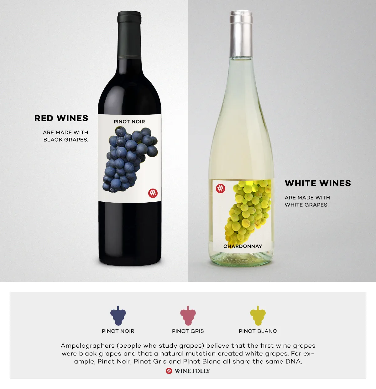 Phân biệt giống nho đỏ Cabernet Sauvignon và nho trắng Chardonnay dùng làm rượu vang